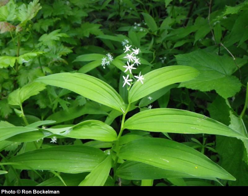 Maianthemum stellatum