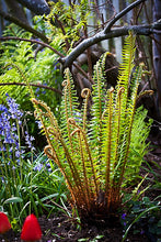 Load image into Gallery viewer, Polystichum munitum
