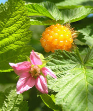 Load image into Gallery viewer, Rubus spectabilis
