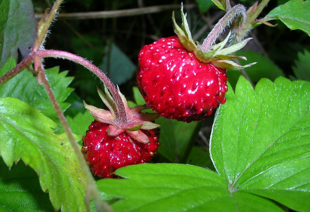 Fragaria vesca