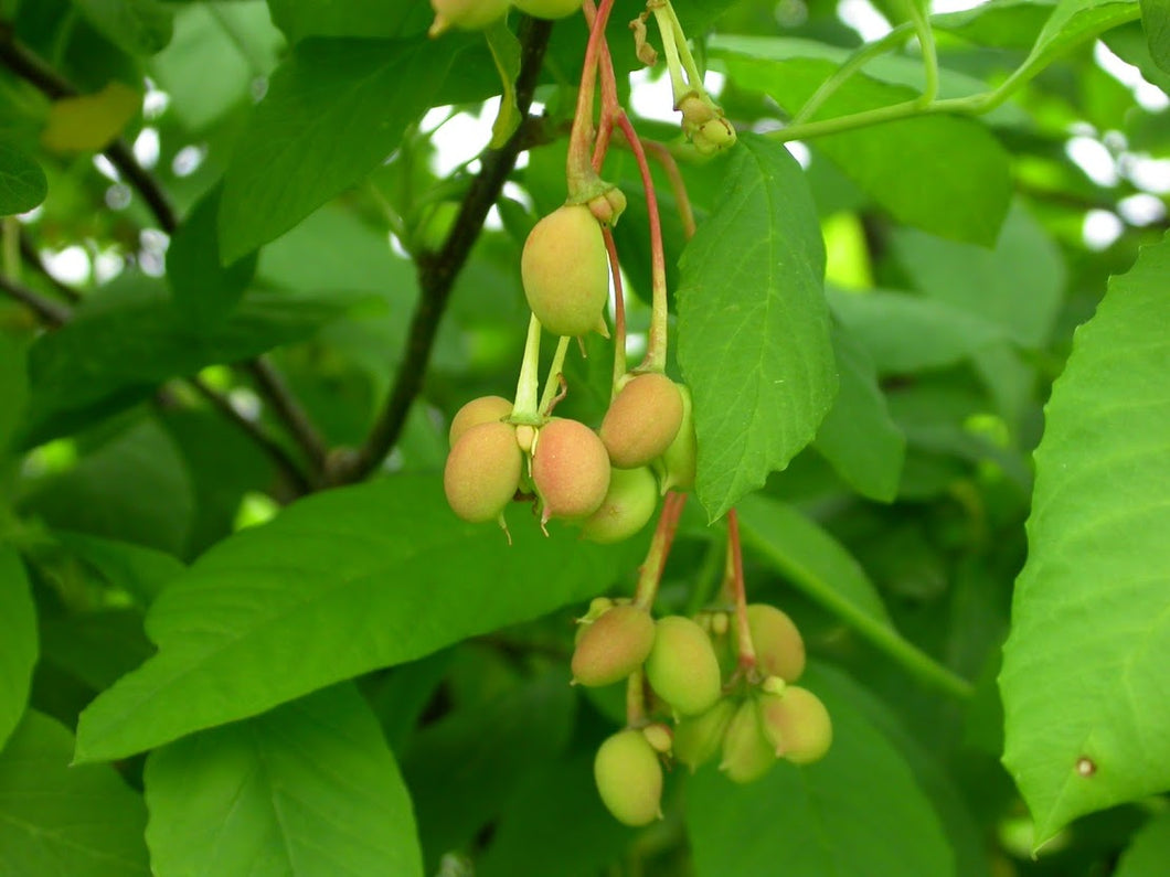 Oemleria cerasiformis