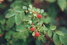 Load image into Gallery viewer, Rosa gymnocarpa
