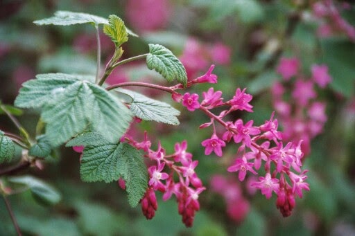 Ribes sanguineum