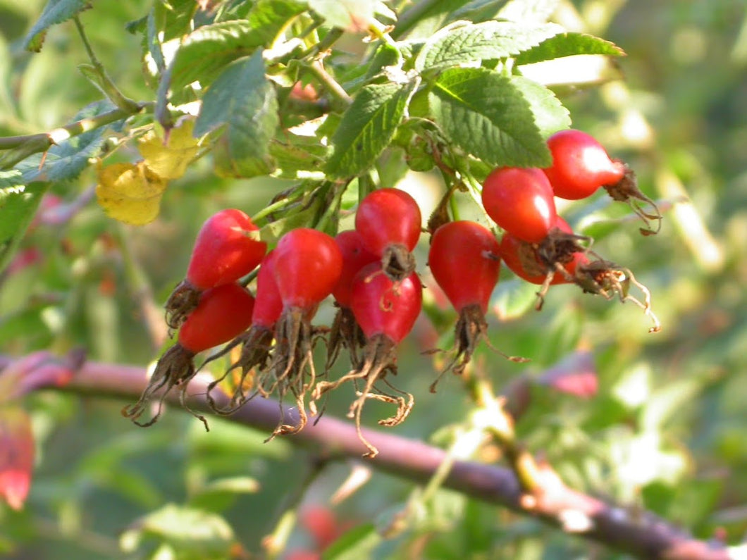 Rosa pisocarpa