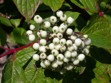 Load image into Gallery viewer, Cornus stolonifera (sericea)
