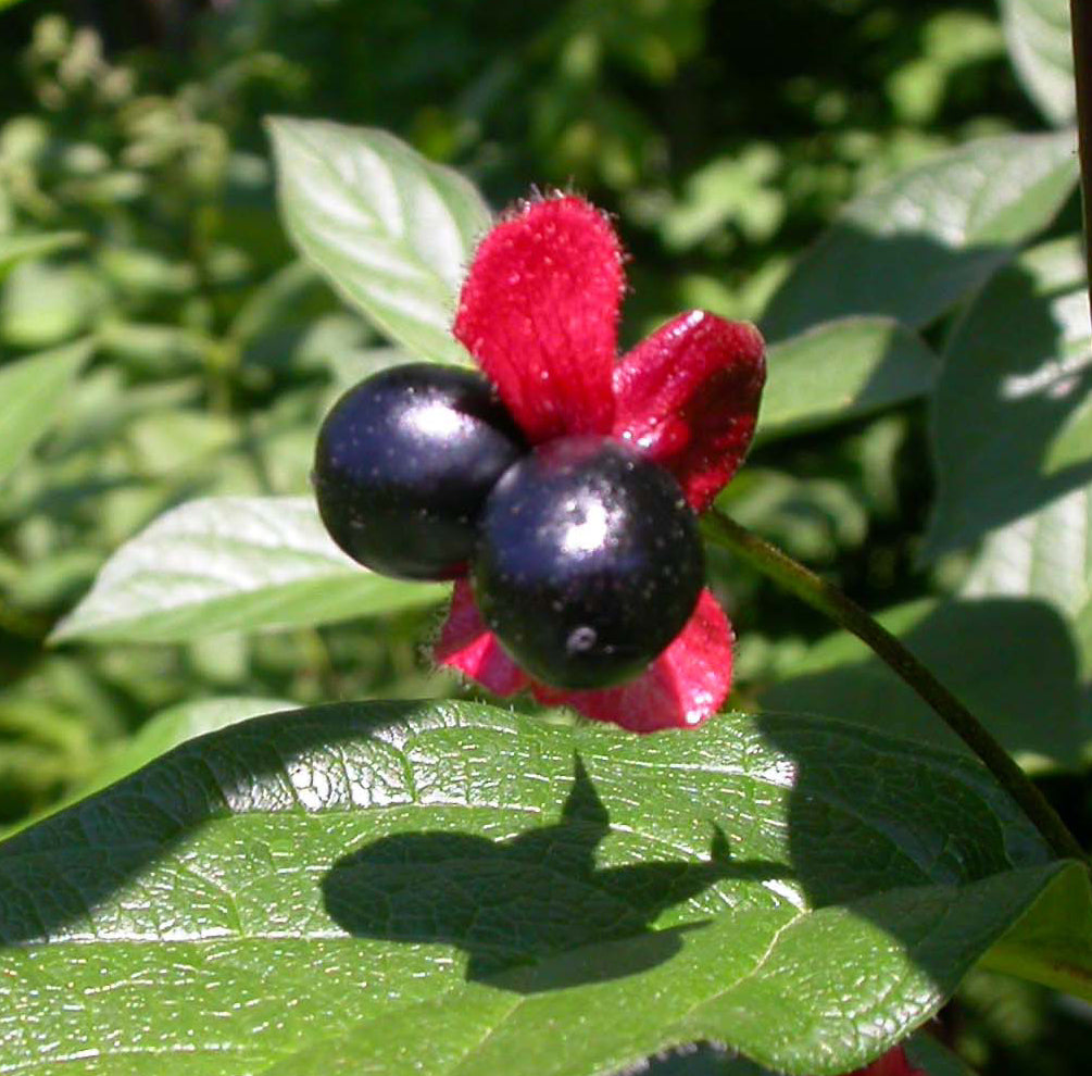 Lonicera involucrata