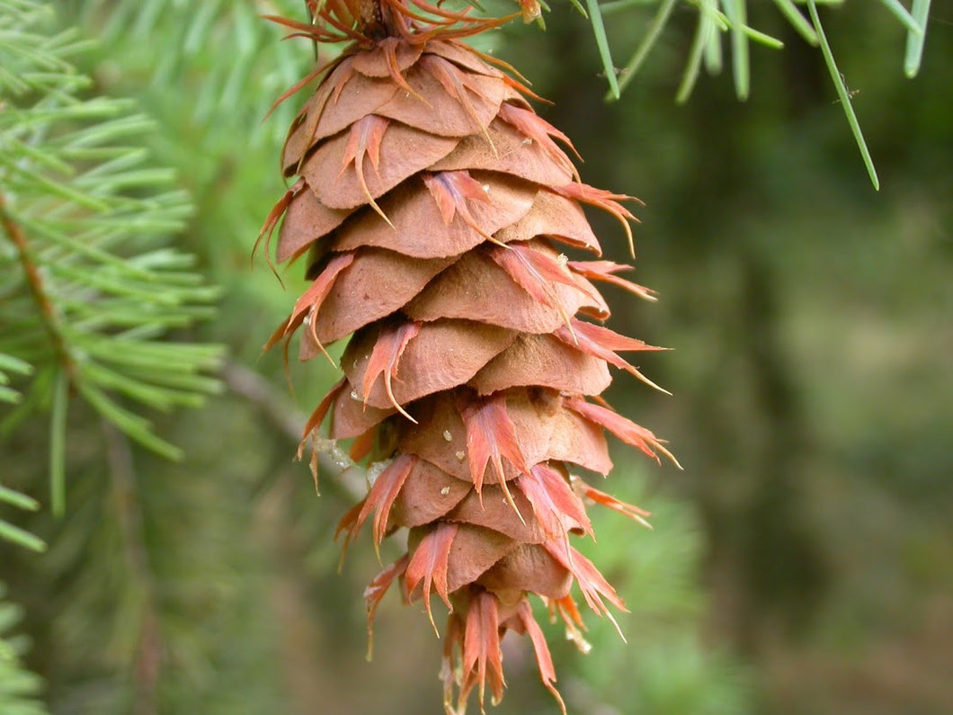 Pseudotsuga menziesii