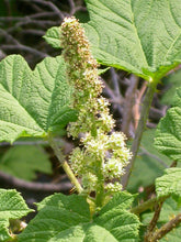 Load image into Gallery viewer, Oplopanax horridus
