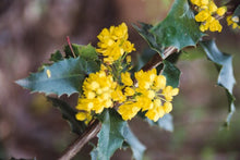 Load image into Gallery viewer, Mahonia aquifolium
