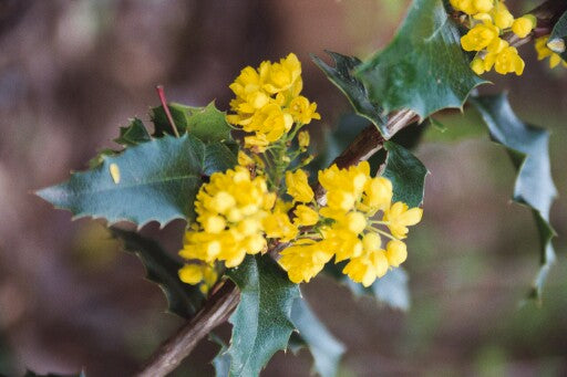 Mahonia aquifolium