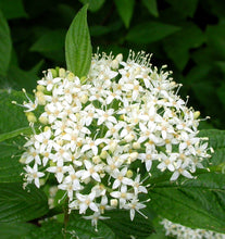 Load image into Gallery viewer, Cornus stolonifera (sericea)
