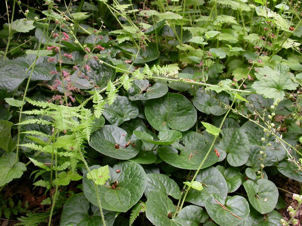 Asarum caudatum