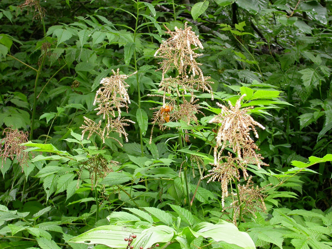 Aruncus dioicus