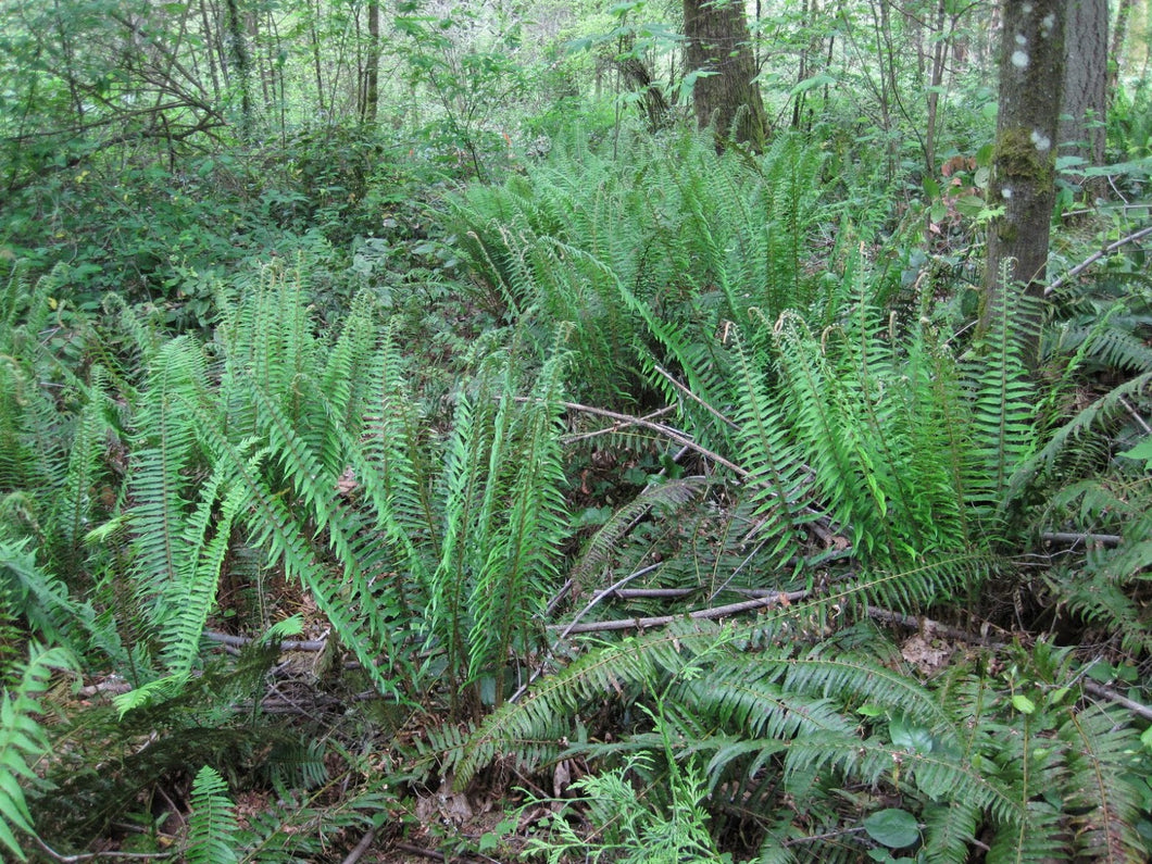 Polystichum munitum