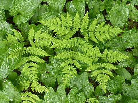 Gymnocarpium dryopteris