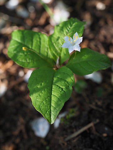 Lysimachia latifolia