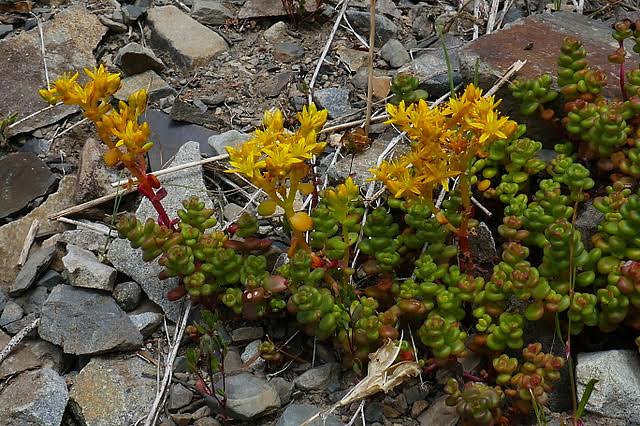 Sedum divergens