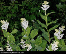 Load image into Gallery viewer, Maianthemum racemosum
