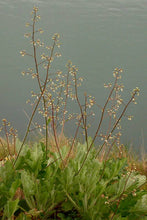 Load image into Gallery viewer, Heuchera micrantha var. diversifolia
