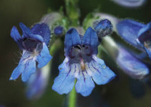 Load image into Gallery viewer, Penstemon ovatus
