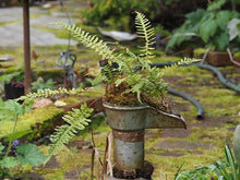 Load image into Gallery viewer, Polypodium glycyrrhiza
