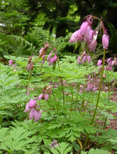 Load image into Gallery viewer, Dicentra formosa
