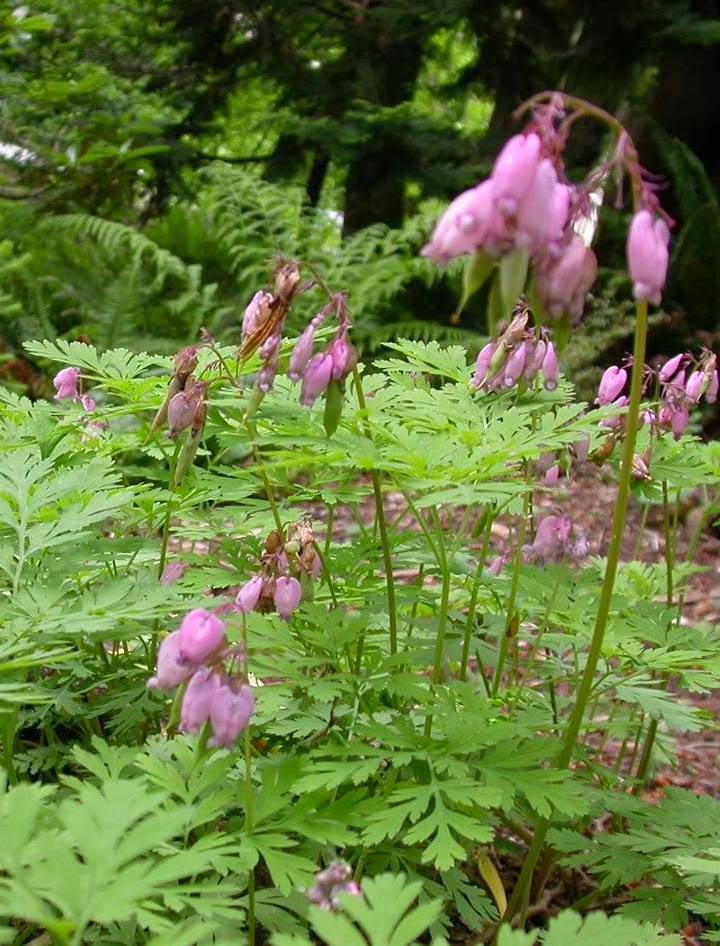 Dicentra formosa