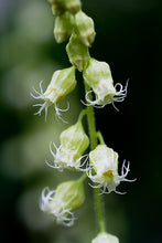 Load image into Gallery viewer, Tellima grandiflora
