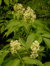 Load image into Gallery viewer, Sambucus racemosa
