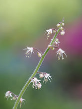 Load image into Gallery viewer, Tiarella trifoliata
