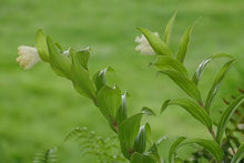 Load image into Gallery viewer, Maianthemum racemosum
