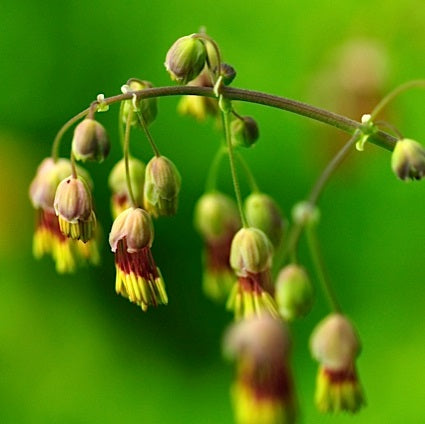 Thalictrum occidentale