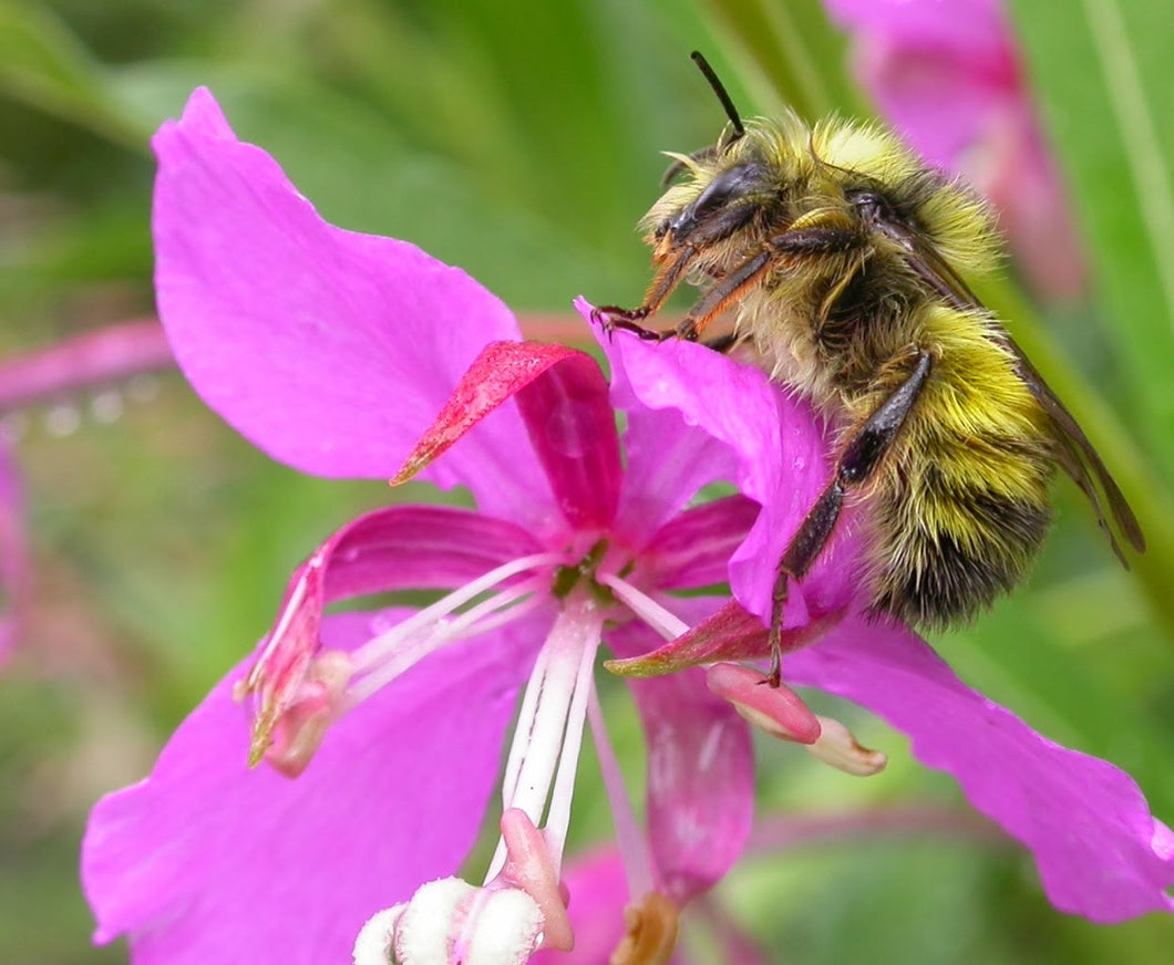 Chamaenerion angustifolium