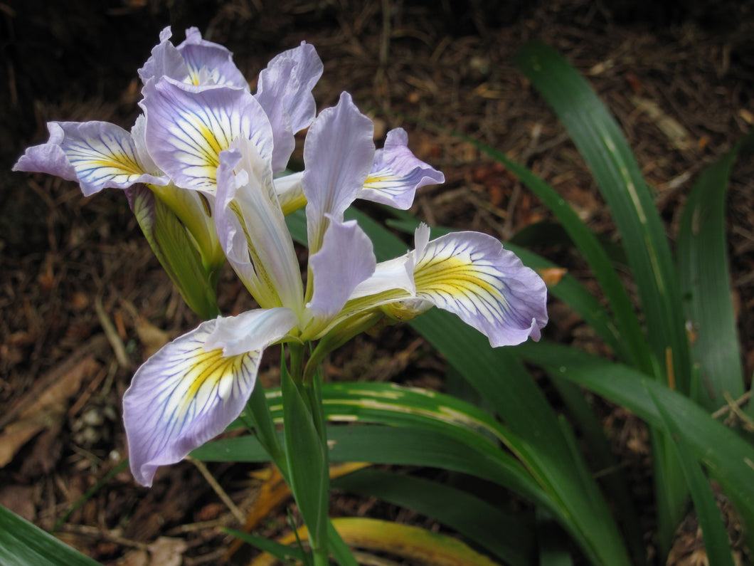 Iris douglasiana