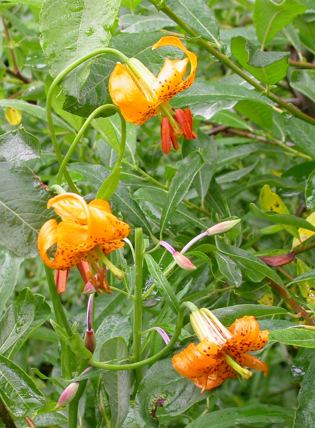 Lilium columbianum