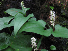 Load image into Gallery viewer, Maianthemum dilatatum
