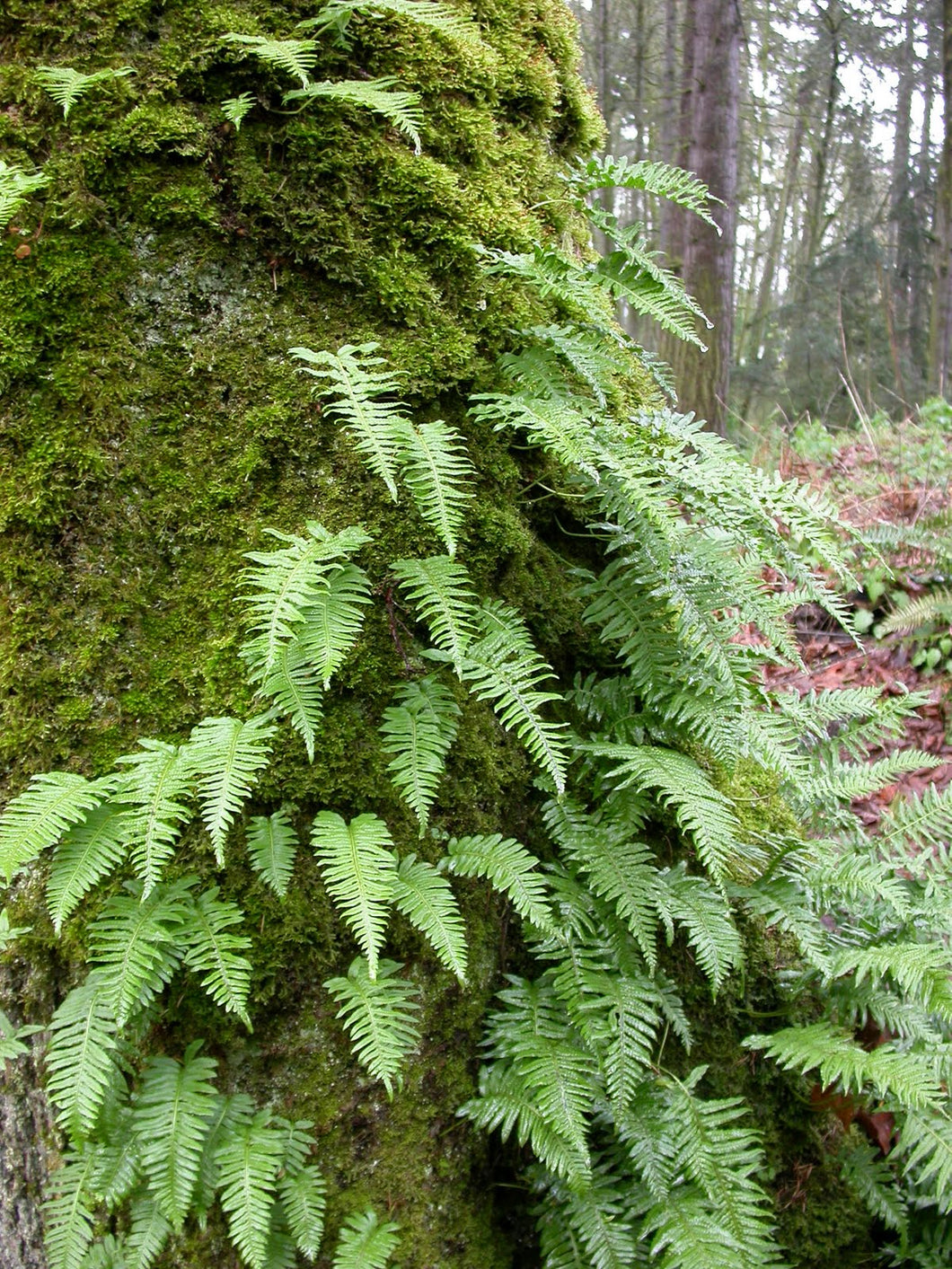 Polypodium glycyrrhiza