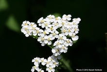 Load image into Gallery viewer, Achillea millefolium
