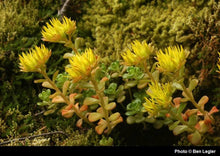 Load image into Gallery viewer, Sedum oreganum
