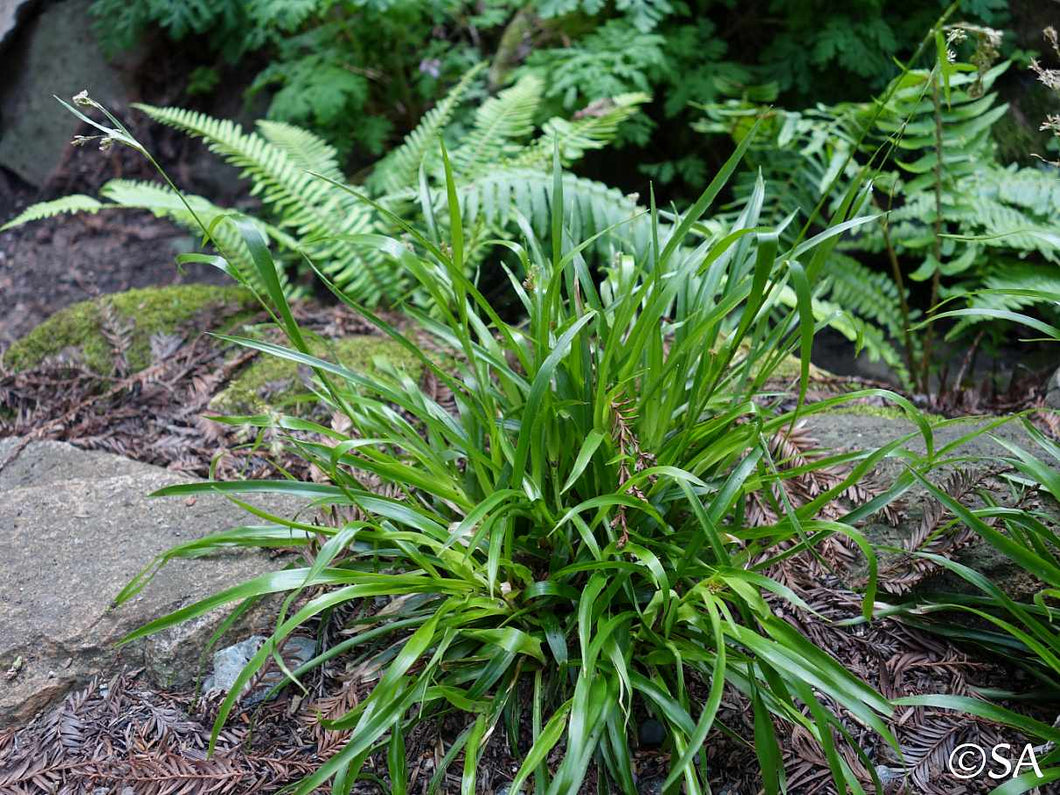 Luzula parviflora