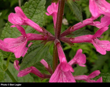 Load image into Gallery viewer, Stachys cooleyae
