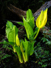 Load image into Gallery viewer, Lysichiton americanus
