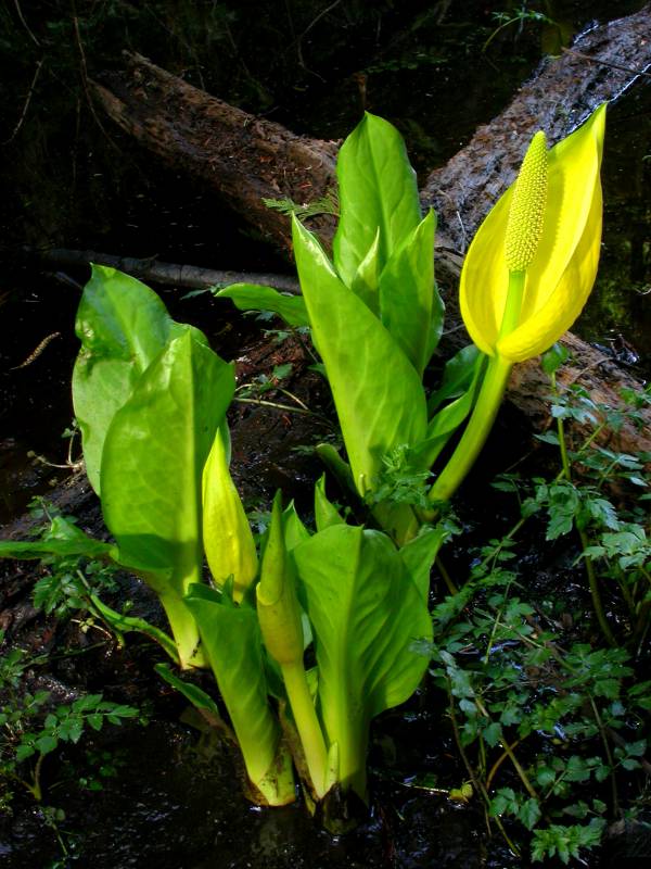 Lysichiton americanus