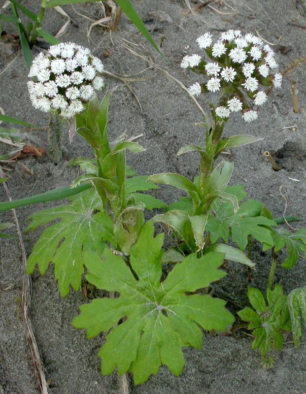 Petasites frigidus var. palmatus