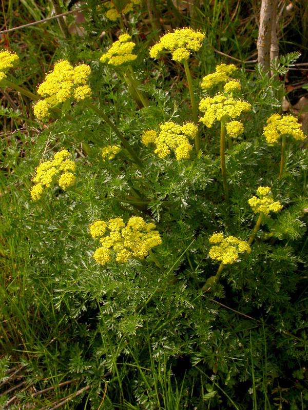 Lomatium utriculatum