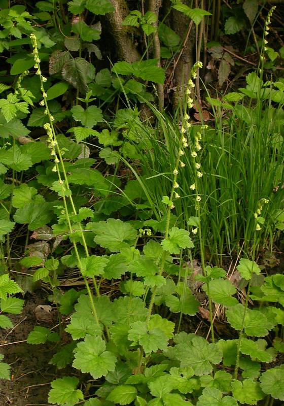 Tellima grandiflora