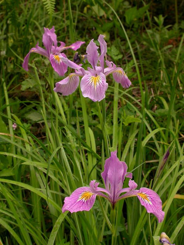 Iris tenax