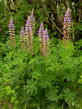 Load image into Gallery viewer, Lupinus polyphyllus
