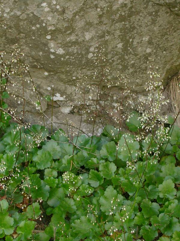 Heuchera micrantha var. micrantha