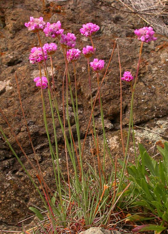 Armeria maritima